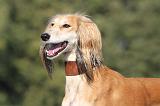 SALUKI 081